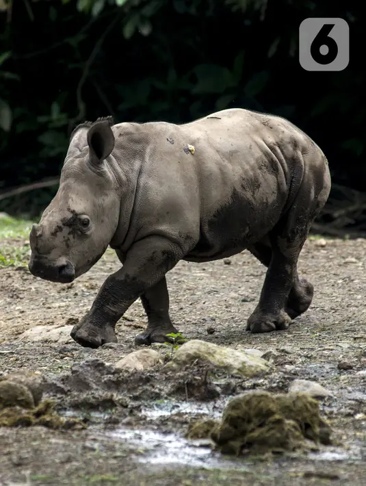 Seekor bayi Badak Putih (Ceratotherium Simum) beraktivitas di Taman Safari Indonesia, Bogor, Jawa Barat, Jumat (22/1/2021). Saat ini, bayi Badak Putih dengan bobot 50 kilogram yang lahir di Taman Safari Indonesia mendapat perawatan ekstra karena masih menyusui. (merdeka.com/Imam Buhori)