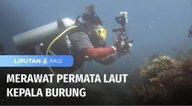 Siapa yang tidak terkagum-kagum dengan keindahan bawah laut Raja Ampat, Papua Barat? Untuk menjaga kelangsungan dari terumbu karang dan ikan-ikan di dalamnya, sekelompok peneliti melakukan pemantauan berkelanjutan agar surga bawah laut tetap lestari.