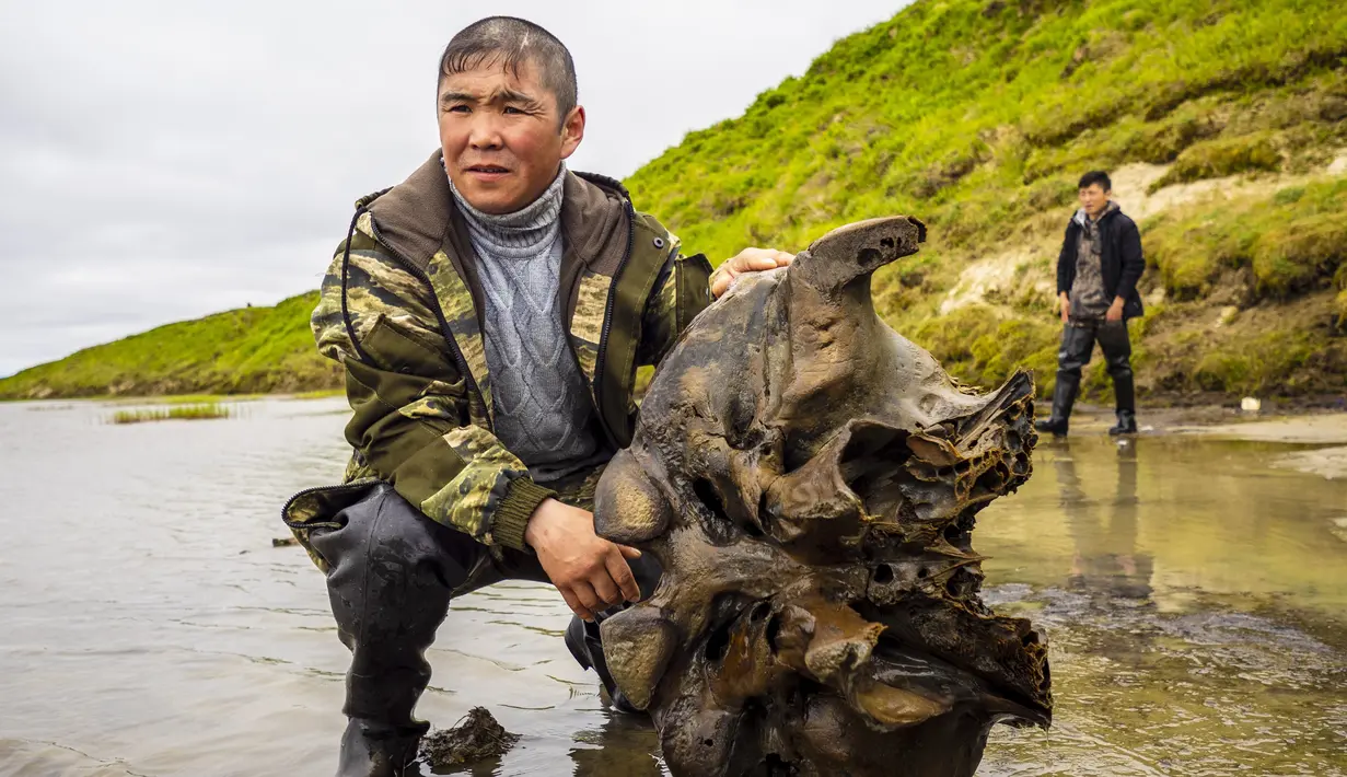 Seorang pria memegang tulang mammoth di Danau Pechevalavato, Yamalo-Nenets, Rusia, Rabu (22/7/2020). Para ilmuwan berharap bisa mengambil seluruh kerangka hewan purba yang punah sekitar 10 ribu tahun lalu tersebut. (Artem Cheremisov/Governor of Yamalo-Nenets region of Russia Press Office via AP)