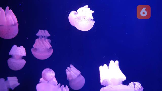 Ilustrasi ubur-ubur. (Liputan6.com/Tanti Yulianingsih)