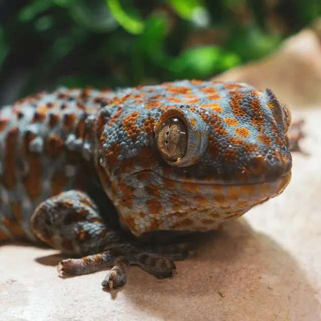 Tokay