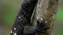 Seekor Heloderma (Horridum harlesborgerti), kadal endemik yang terancam punah, terlihat di Taman Regional Kota Niño Dormido, Cabanas, Guatemala, 11 Juli 2022. Niño Dormido (Anak yang tertidur) adalah salah satu nama reptil yang dikenal. (Johan ORDONEZ/AFP)