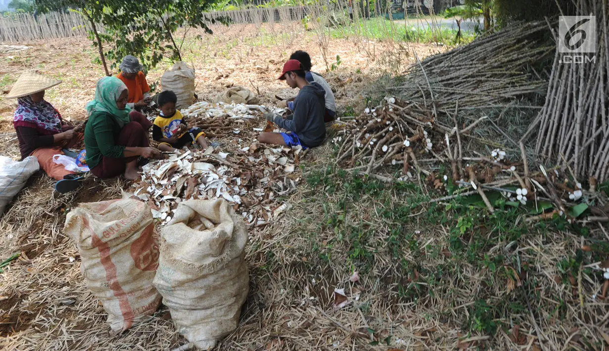Sejumlah petani memanen singkong di kawasan Gunung Geulis, Bogor, Kamis (22/8/2019). Petani singkong mengeluhkan harga singkong sebagai bahan tapioka turun drastis di musim kemarau dari Rp 120 ribu/ pikul (70kg) menjadi Rp 60 ribu/pikul diduga akibat singkong yang melimpah. (merdeka.com/Arie Basuki)