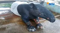 Seekor tapir ditemukan di tengah pemukiman warga dalam keadaan terluka. (Sumber Foto: vidio.com)