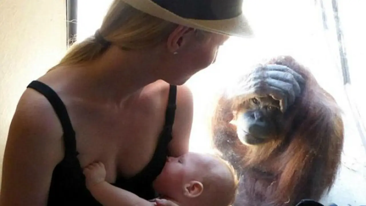 Orangutan Kagum Saat Melihat Seorang Ibu Menyusui Bayinya
