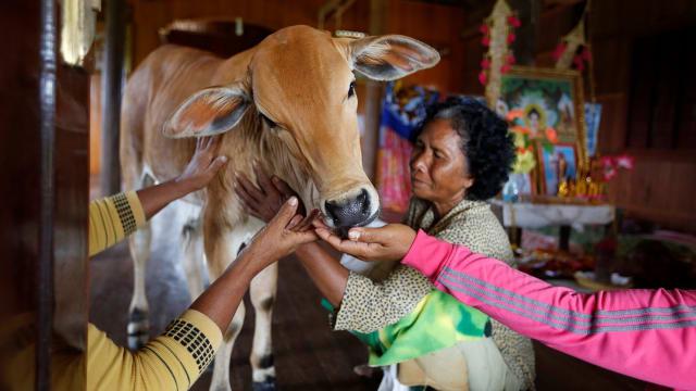 Khim dan anak sapi yang dianggap sebagai reinkarnasi suaminya/copyright REUTERS/Samrang Pring