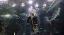 Aquarist Volmer Salvador berenang dalam tangki akuarium AquaRio mengenakan kostum Sinterklas saat musim Natal di Rio de Janeiro, Brasil, 20 Desember 2021. Dengan luas bangunan sekitar 26.000 meter persegi, AquaRio dianggap sebagai akuarium laut terbesar di Amerika Selatan. (AP Photo/Bruna Prado)