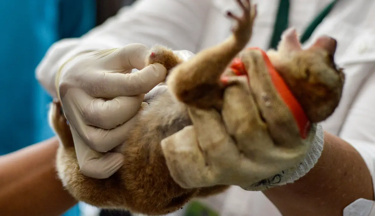 Dokter hewan dan mahasiswa merawat primata Kukang (Nycticebus) setelah operasi amputasi di sebuah fakultas hewan di Banda Aceh, Kamis (9/1/2020). Dua ekor kukang yang diobati itu diserahkan warga Kab. Aceh Besar dan Aceh Tengah dalam kondisi terluka pada mata dan kaki. (CHAIDEER MAHYUDDIN/AFP)