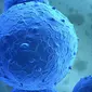 Ilustrasi stem cell atau sel induk (brighamandwomens.org)
