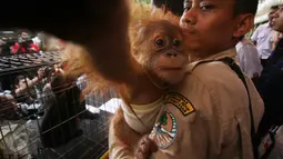 Seekor anak orangutan diperlihatkan petugas saat rilis barang bukti dugaan tindak pidana di bidang Konservasi Sumber Daya Alam (KSDA) hayati dan ekosistemnya di Polda Metro Jaya, Jakarta, Selasa (4/4). (Liputan6.com/ Immanuel Antonius)