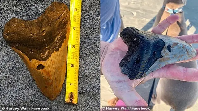 Gigi hiu purba Megalodon