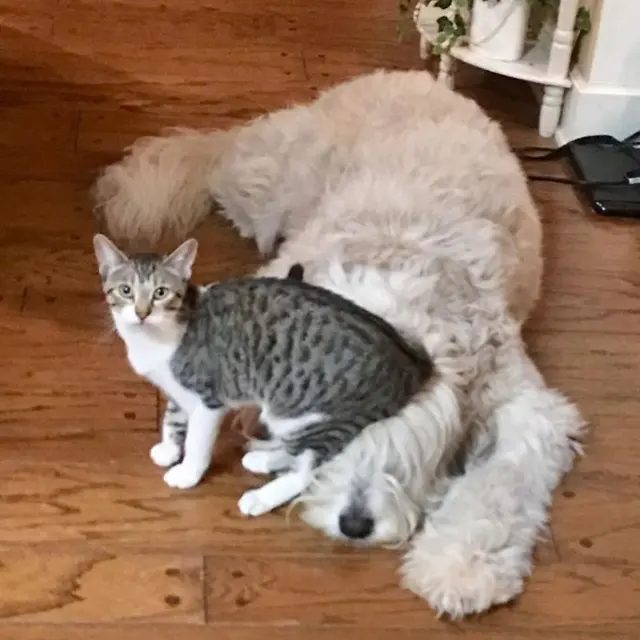 kucing vs anjing