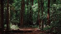 Ilustrasi hutan Indonesia (Dok.Unsplash/ Imat Bagja Gumilar)