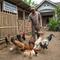 Ternak Ayam KUB (Kampung Unggul Balitbangtan) (Gemini AI)