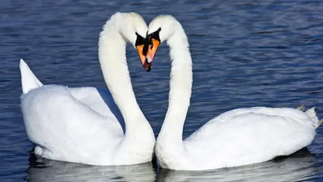 Foto: Copyright Complex.com