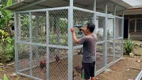 6 Model Kandang Ayam Kawat Kuat dan Kokoh, Tahan Lama Beri Perlindungan Optimal