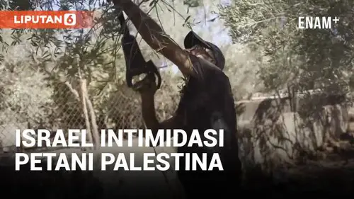 VIDEO: Israel Intimidasi Petani, Produksi Zaitun Palestina Diperkirakan Anjlok