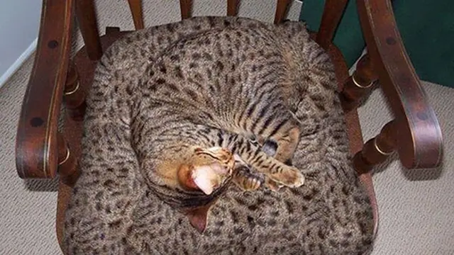 Butuh Ketelitian, 6 Kucing Kamuflase Ini Bikin Mata Terkecoh