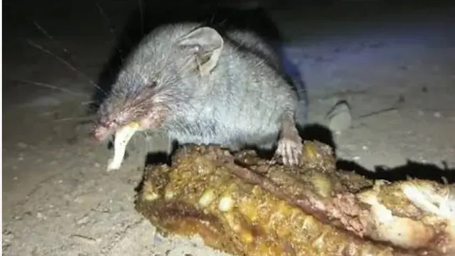 Kocak, Bukan Manusia Saja Bisa Mukbang, Hewan Juga Bisa Berikut Potretnya