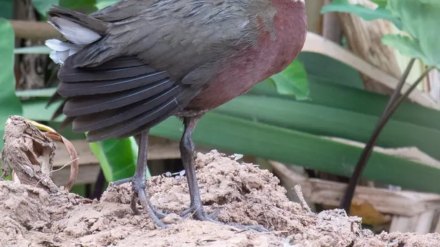 Burung Rel Aldabra