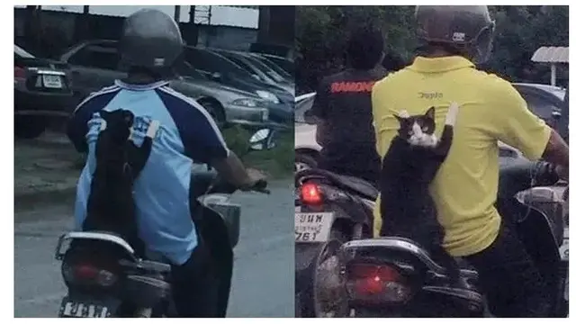 8 Momen Kocak Kucing saat Naik Motor Ini Bikin Geleng Kepala