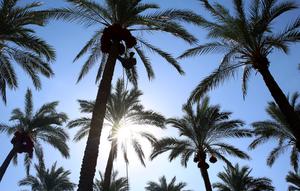 Pekerja Palestina menaiki pohon kurma saat akan memanen buahnya di perkebunan Al Zawayda, Jalur Gaza, Selasa (10/10). Hasil dari perkebunan ini digunakan memenuhi kebutuhan hidup warga di tengah perebutan wilayah perbatasan oleh Israel. (AP/Adel Hana)