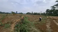 Gagal Panen Hantui Petani, Hektaran Sawah di Sukabumi Terdampak Kekeringan