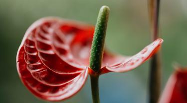 Mengenal 6 Jenis Anthurium Yang Indah Dan Populer Salah Satunya Bunga Gelombang Cinta Lifestyle Fimela Com