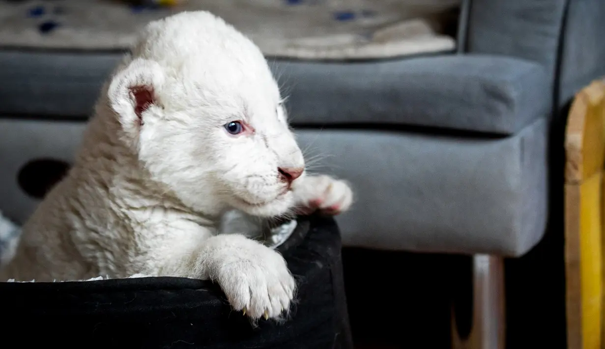 Gambar pada 11 Agustus 2019, memperlihatkan seekor anak singa putih di pusat perawatan singa/harimau "Caresse de tigre", di La Mailleraye-sur-Seine, Prancis. Dua anak singa putih, bernama Nala dan Simba tersebut lahir pada akhir Juli 2019. (LOU BENOIST/AFP)