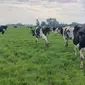 Peternakan sapi di Belanda. (Liputan6.com/ ist)