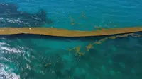 Pemandangan udara sederetan besar sargassum yang mengapung di lepas pantai Playa del Carmen, negara bagian Quintana Roo, Meksiko, pada 18 Juni 2025. Makroalga planktonik yang dikenal sebagai sargassum dalam jumlah besar menyumbat pantai-pantai Meksiko dan menyebabkan kerugian ekonomi yang signifikan bagi perusahaan-perusahaan pariwisata, baik dari segi biaya pembersihan maupun pembatalan reservasi. (Elizabeth Ruiz/AFP)