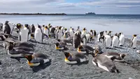 Studi Ungkap Musim Kawin Penguin Antartika Berubah Drastis Akibat Perubahan Iklim