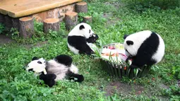 Beberapa panda raksasa bermain di pesta ulang tahun mereka yang diadakan di Kebun Binatang Chongqing di Kota Chongqing, China barat daya (23/6/2020). (Xinhua/Tang Yi)