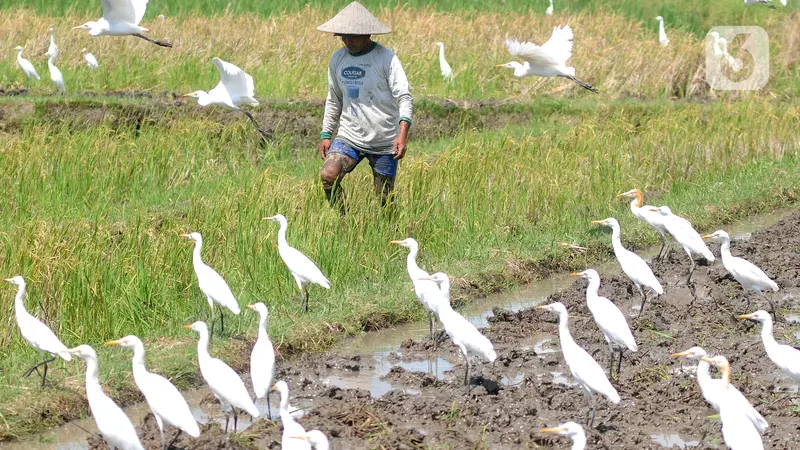 Membajak Sawah Ditemani Ratusan Burung Kuntul