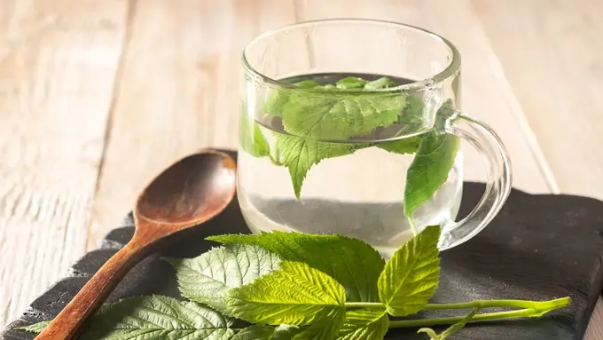 resep teh daun minuman