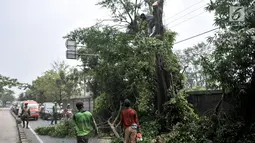 Petugas Suku Dinas Kehutanan Jakarta Timur menebang pohon lebat yang berada di pinggir Jalan I Gusti Ngurah Rai, Jakarta, Rabu (25/7). Penebangan pohon juga untuk membersihkan ranting yang menutupi rambu lalu lintas. (Merdeka.com/Iqbal Nugroho)