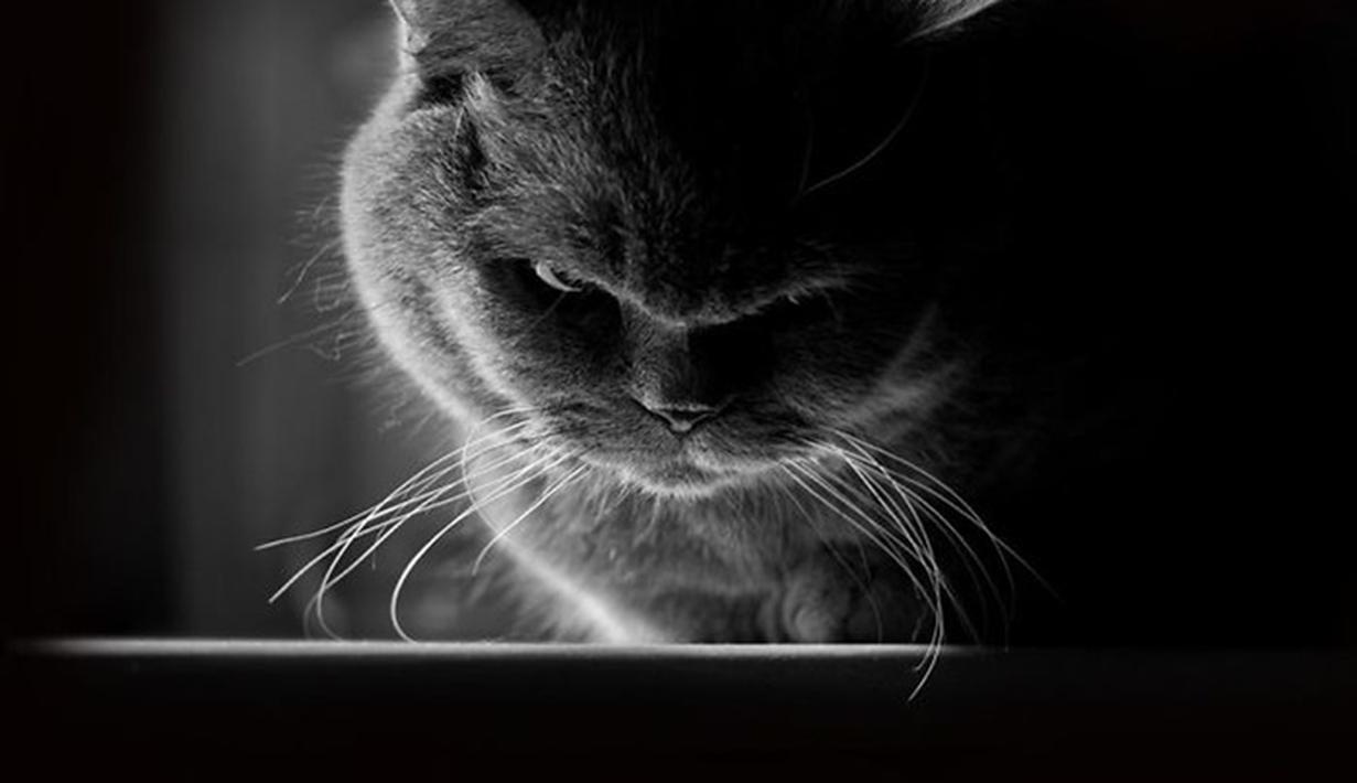 Gambar Kucing Marah Lucu  Koleksi Gambar HD