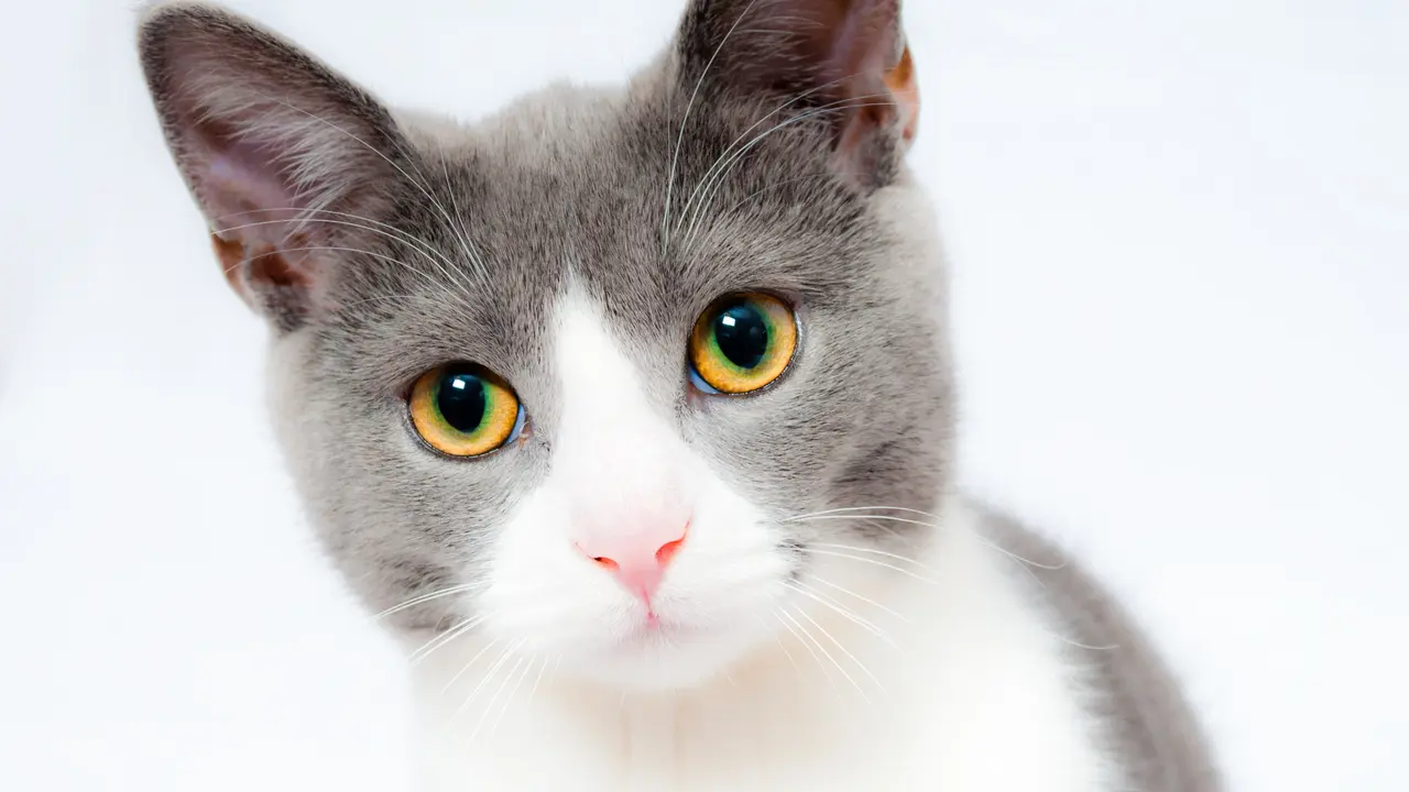 Kucing