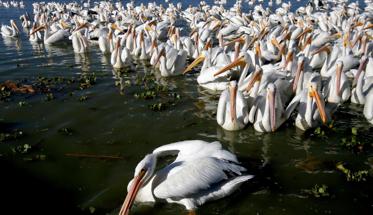 Kawanan pelikan putih, salah satu burung terbesar dari Kanada dan Amerika Serikat, terlihat di pantai laguna Chapala di Cojumatlan, Meksiko pada 28 Januari 2020. Pelikan putih melakukan perjalanan ribuan kilometer bermigrasi dari suhu rendah Amerika Utara. (Photo by ULISES RUIZ / AFP)