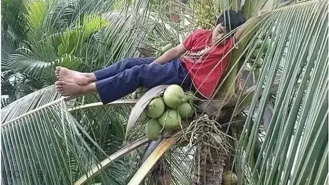 8 Potret Nyeleneh Orang di Atas Pohon, Ada yang Nyanyi Hingga Pacaran