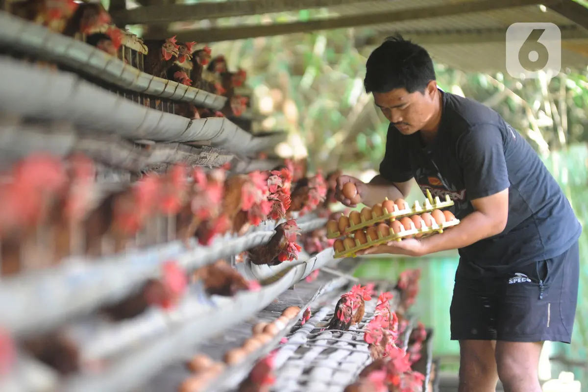 harga telur ayam di tingkat peternak