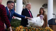 Ibu Negara Melania Trump menyaksikan Presiden Donald Trump memberikan pengampunan kepada kalkun dalam upacara Thanksgiving nasional di Rose Garden Gedung Putih, Selasa (26/11/2019). Ini merupakan tradisi tahunan yang diadakan di Gedung Putih sehari sebelum perayaan Hari Thanksgiving. (AP/Evan Vucci)