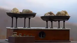 Jamur Truffle ditimbang sebelum lelang internasional di Istana Grinzane, Italia, Minggu (13/11). Keunikan cara tumbuh jamur truffle di bawah akar pohon ek menjadikan jamur langka ini memiliki harga selangit. (REUTERS/Stefano Rellandini)