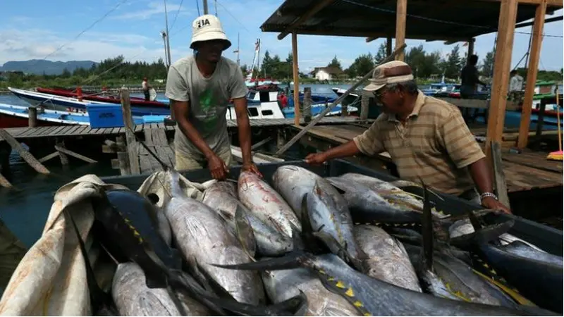 Ilustrasi Ikan Tuna