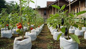 Model Kebun Polybag untuk Tomat dan Terong/AI