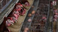 Telur ayam terlihat di sebuah peternakan di kawasan Depok, Jawa Barat, Senin (23/7). Tingginya harga telur ayam di pasaran karena tingginya permintaan saat lebaran lalu yang berimbas belum stabilnya produksi telur. (Liputan6.com/Immanuel Antonius)