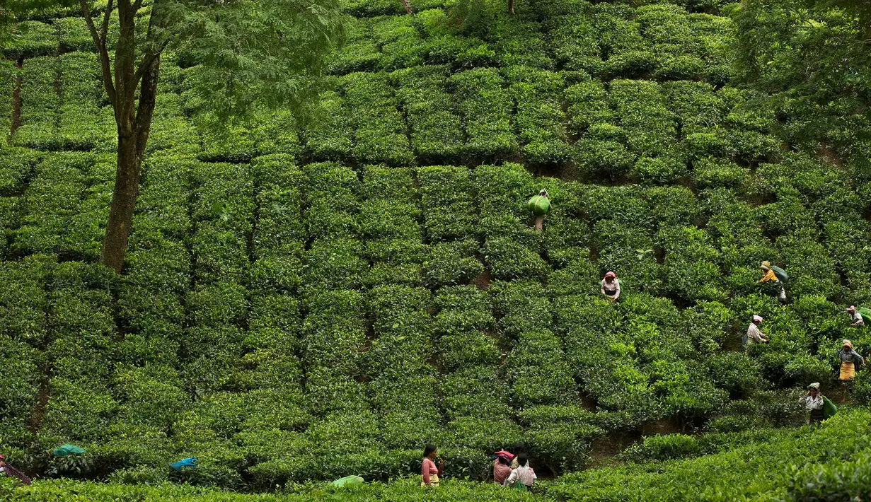 Para pekerja wanita India memetik daun teh di kebun teh di Kaziranga, di negara bagian Assam, India timur laut, (11/10). Assam memproduksi lebih dari 50 persen tanaman teh di India. (AP Photo/Anupam Nath)