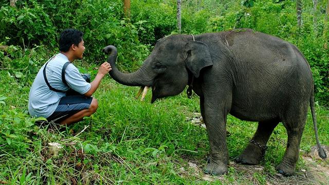 Destinasi Ekowisata Hewan Langka di Indonesia