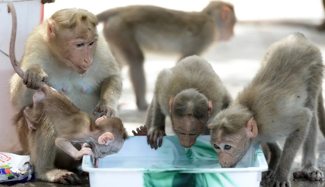 Sejumlah monyet minum air dari ember selama musim panas di Guindy Children's Park di Chennai, India (10/6/2019). Gelombang panas yang menyapu bagian utara dan barat India dengan suhu maksimum melonjak hingga 48 derajat Celcius ( 118 F) membuat para monyet kepanasan. (AFP Photo/Arun Sankar)