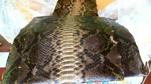 Ratusan Ular  Piton  Dibantai untuk Bahan Produksi Tas  di 